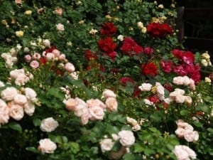 Regular grooming keeps your roses in check and looking their best
