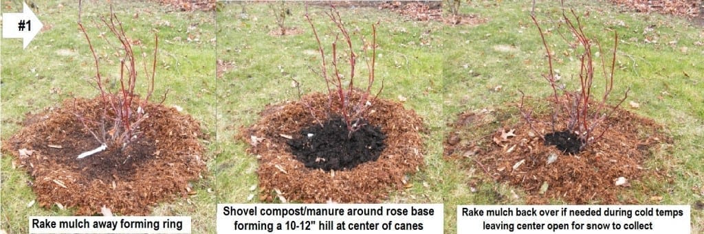 Overwintering Roses Like Shrubs - Technique 1