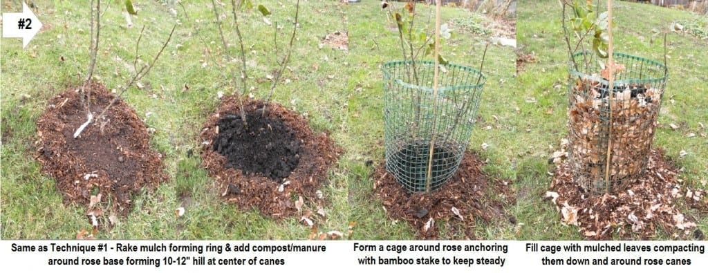 Overwintering Roses Like Shrubs - Technique 2