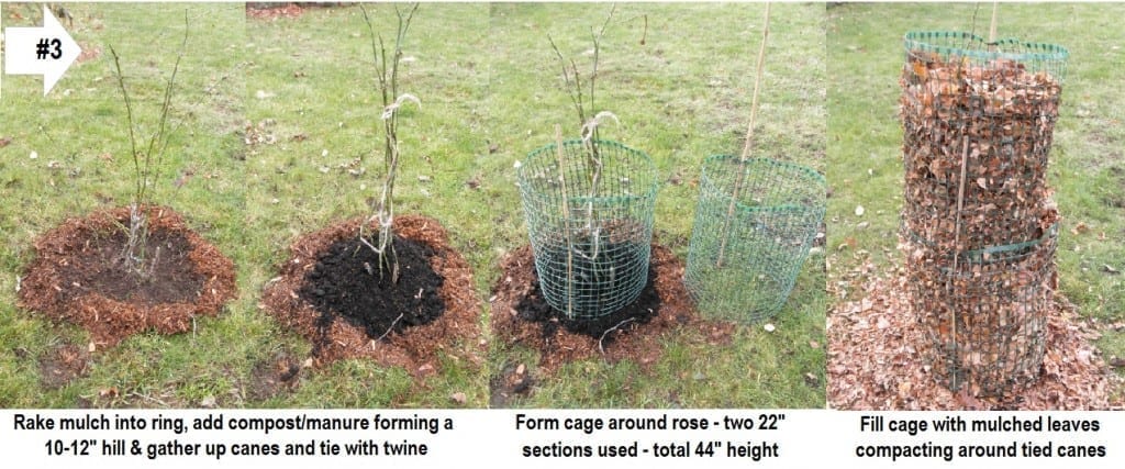 Overwintering Roses Like Shrubs - Technique 3