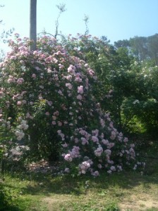 Large rose plants left alone over time mound up into cascades of blooms.
