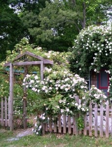 The arbor on our farm as the roses begin to grow in. In a few years they will completely fill it up.