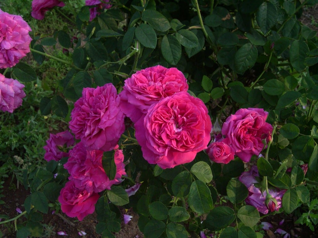 A Gentle Plea For Order – Rose Classification | Paul Zimmerman Roses ...