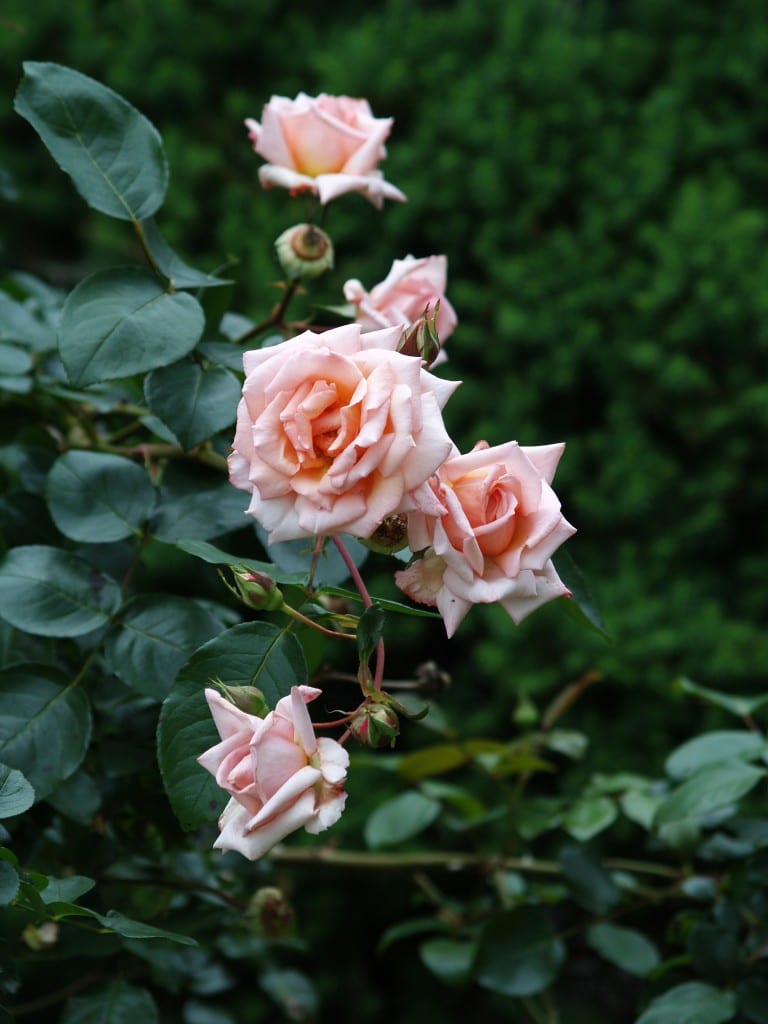 A Gentle Plea For Order – Rose Classification | Paul Zimmerman Roses ...