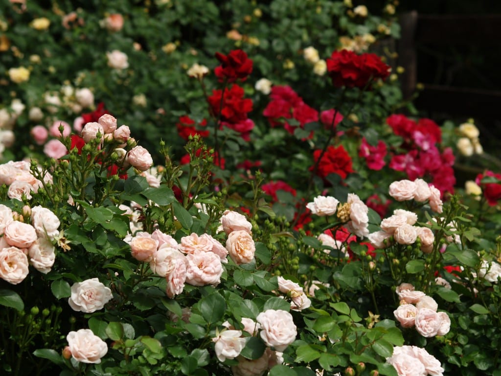 Just Say No To Chemicals | Paul Zimmerman Roses Consulting & Design