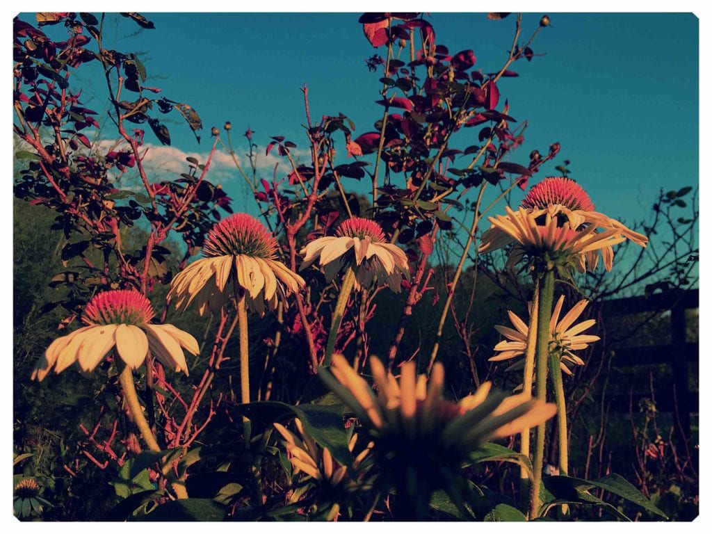 Attracting Beneficial Insects Paul Zimmerman Roses Consulting & Design