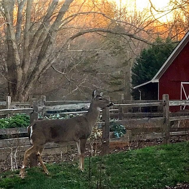 New Idea For Deer-proofing Your Garden