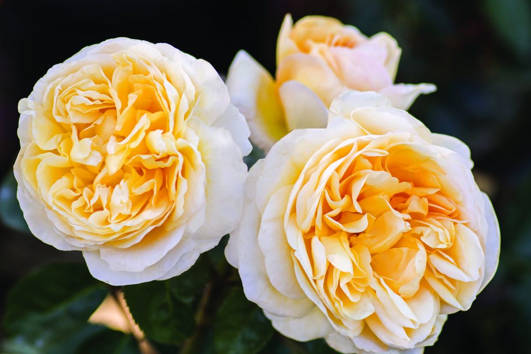 2019 Results | Paul Zimmerman Roses Consulting & Design