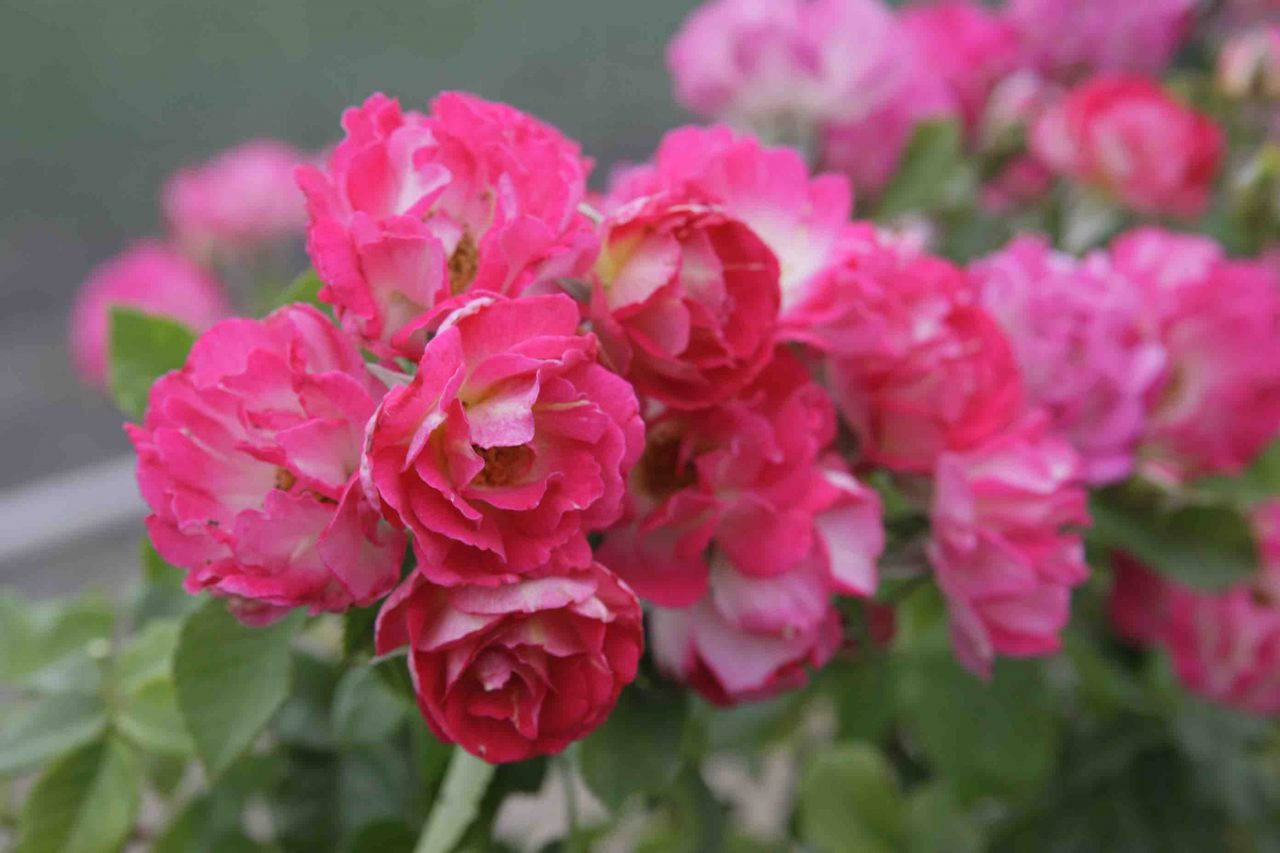 2019 Results | Paul Zimmerman Roses Consulting & Design